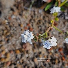 1 Cynoglossum borbonicum Myosotis de Bourbon Boraginaceae ENDEMIQUE LA REUNION .jpeg