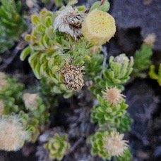 3 Psiadia callocephala Asteraceae ENDEMIQUE LA REUNION .jpeg