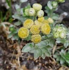 4 Psiadia argentea Petit velours Asteraceae ENDEMIQUE LA REUNION.jpeg