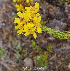 7 Hubertia conyzoides Bory Petit ambaville Asteraceae ENDEMIQUE LA REUNION .jpeg