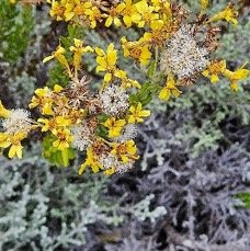 8 Hubertia conyzoides Bory Petit ambaville Asteraceae ENDEMIQUE LA REUNION .jpeg