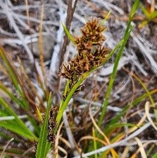 9 Carex borbonica La&icirc;che de Bourbon  Cyperaceae ENDEMIQUE LA REUNION .jpeg