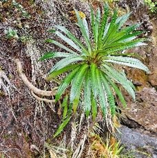 10 Heterochaenia rivalsii Campanulaceae  ENDEMIQUE LA REUNION .jpeg