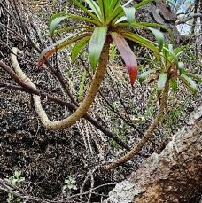 11 Heterochaenia rivalsii Campanulaceae ENDEMIQUE LA REUNION .jpeg