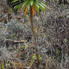 12 Heterochaenia rivalsii Campanulaceae ENDEMIQUE LA REUNION .jpeg