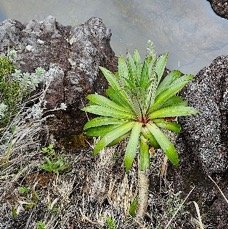 14 Heterochaenia rivalsii Campanulaceae ENDEMIQUE LA REUNION .jpeg