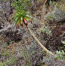 15 Heterochaenia rivalsii Campanulaceae ENDEMIQUE LA REUNION .jpeg