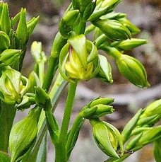 16 Heterochaenia rivalsii Campanulaceae ENDEMIQUE LA REUNION .jpeg