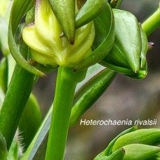 17 Heterochaenia rivalsii Campanulaceae ENDEMIQUE LA REUNION .jpeg