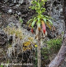 18 Heterochaenia rivalsii Campanulaceae ENDEMIQUE LA REUNION .jpeg