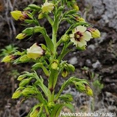 19 Heterochaenia rivalsii Campanulaceae ENDEMIQUE LA REUNION .jpeg