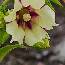 20 Heterochaenia rivalsii Campanulaceae ENDEMIQUE LA REUNION .jpeg