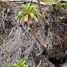 21 Heterochaenia rivalsii Campanulaceae ENDEMIQUE LA REUNION .jpeg