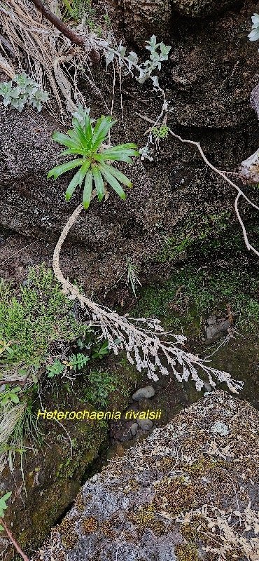22 Heterochaenia rivalsii Campanulaceae ENDEMIQUE LA REUNION .jpeg