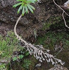 22 Heterochaenia rivalsii Campanulaceae ENDEMIQUE LA REUNION .jpeg