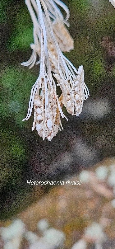 23 Heterochaenia rivalsii Campanulaceae ENDEMIQUE LA REUNION .jpeg