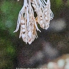 23 Heterochaenia rivalsii Campanulaceae ENDEMIQUE LA REUNION .jpeg