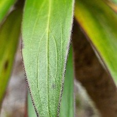 25 Heterochaenia rivalsii Campanulaceae ENDEMIQUE LA REUNION .jpeg