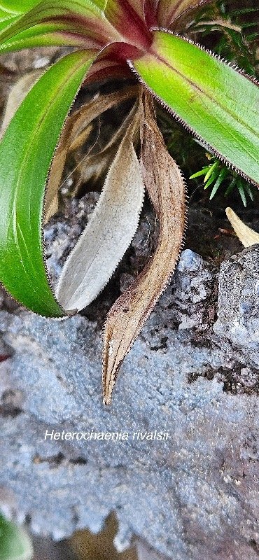 26 Heterochaenia rivalsii Campanulaceae ENDEMIQUE LA REUNION .jpeg