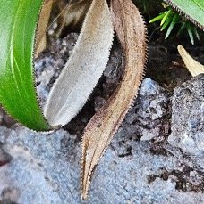 26 Heterochaenia rivalsii Campanulaceae ENDEMIQUE LA REUNION .jpeg