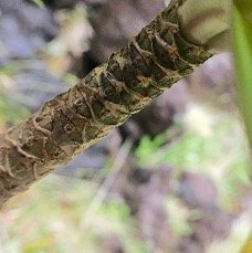 27 Heterochaenia rivalsii Campanulaceae ENDEMIQUE LA REUNION .jpeg