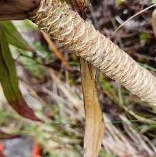 28 Heterochaenia rivalsii Campanulaceae ENDEMIQUE LA REUNION .jpeg