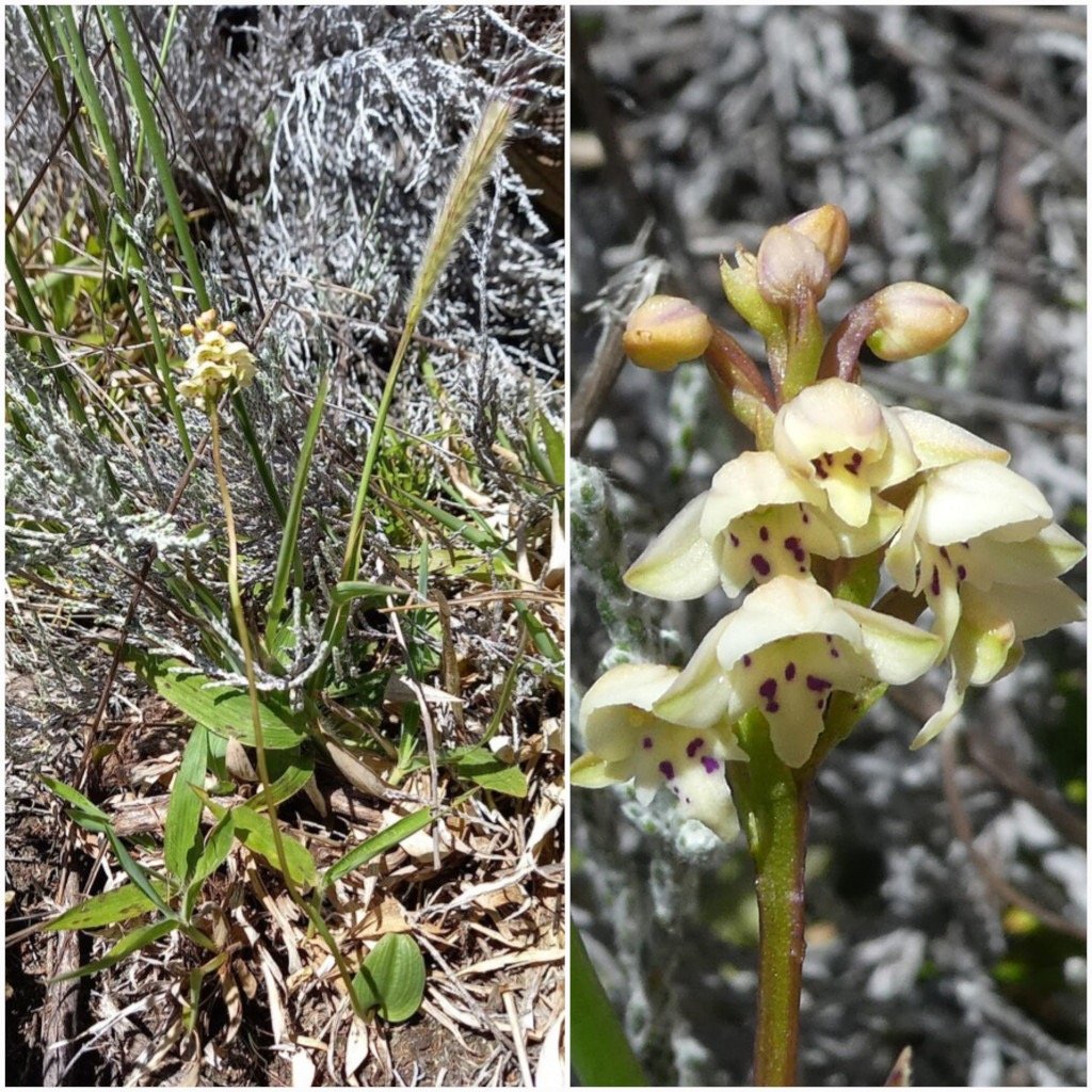 Cynorkis_borbonica-ORCHIDOIDEAE-Endemique_Reunion-20250110_195833.jpg