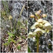 Cynorkis_borbonica-ORCHIDOIDEAE-Endemique_Reunion-20250110_195833.jpg