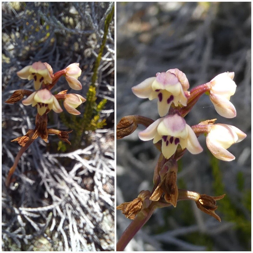 Cynorkis_borbonica-ORCHIDOIDEAE-Endemique_Reunion-20250110_195940.jpg