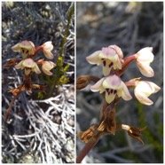 Cynorkis_borbonica-ORCHIDOIDEAE-Endemique_Reunion-20250110_195940.jpg
