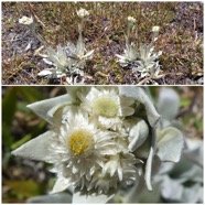 Helichrysum_arnicoides-Petit_velours_blanc-ASTERACEAE-Endemique_Reunion-20250110_195642.jpg