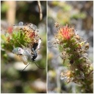 Thym_marrron_Piege_a_insectes-20250110_195521.jpg