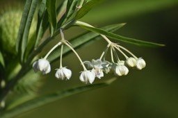 Gomphocarpus physocarpus - Ti-ouete - APOCYNACEAE - Afrique du Sud - MAB_7592