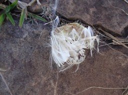 Gomphocarpus physocarpus - Ti-ouete - APOCYNACEAE - Afrique du Sud - DSC01339