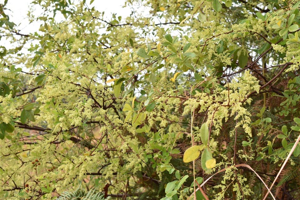 Rhus longipes - Faux poivrier blanc - ANACARDIACEAE - EE - MAB_7643
