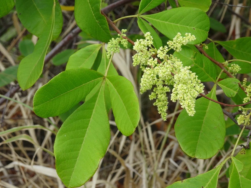 Rhus longipes - Faux poivrier blanc - ANACARDIACEAE - EE - DSC01367
