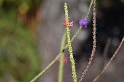 Strachytarpheta mutabilis (1er plan), Strachytarpheta jamaicensis (2ème plan) - Zépi rose, Zépi bleu - VERBENACEAE - EE -  MAB_7595