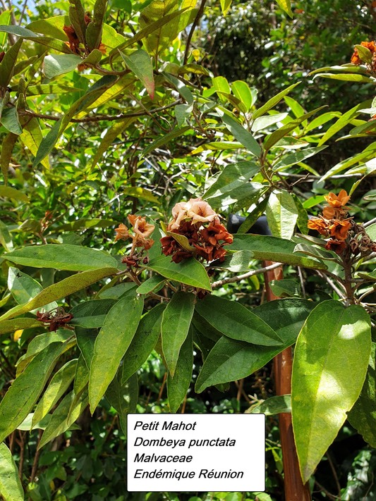 21-3- Dombeya punctata