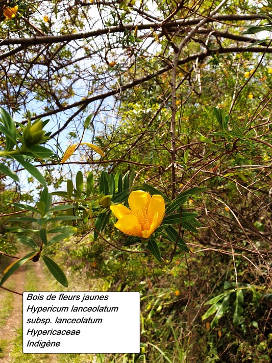 24- Fleur jaune (4)