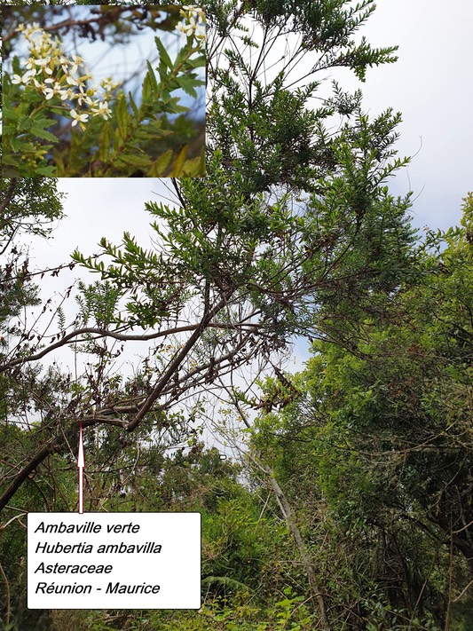 28- Ambaville verte
