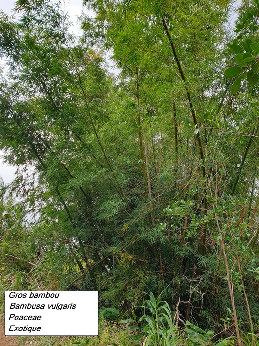 57- Bambous (1)