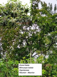 59- Grand Natte