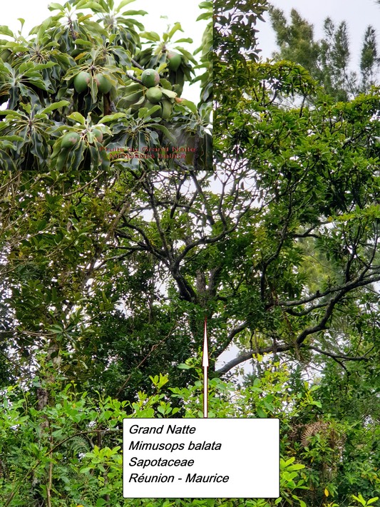59- Grand Natte