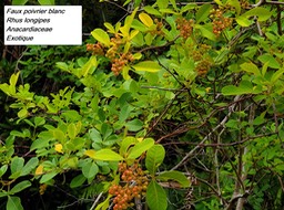 60- Rhus longipes (3)
