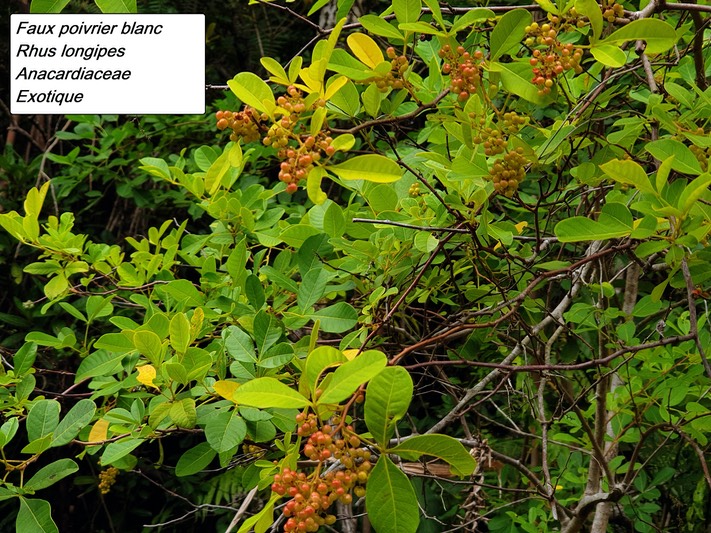60- Rhus longipes (3)