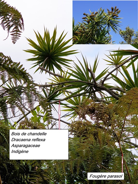 61- Bois de chandelle (2)
