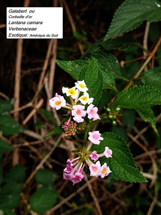 68- Lantana (2)