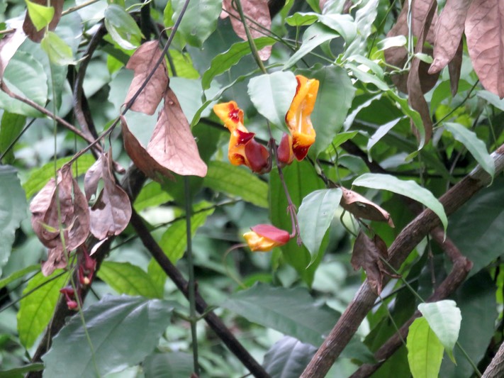 8. Thunbergia mysorensis - Liane de Myrose - ACANTHACEAE - Asie tropicale