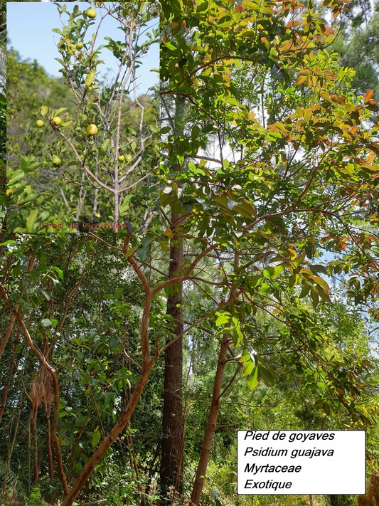 9- Pied de goyave
