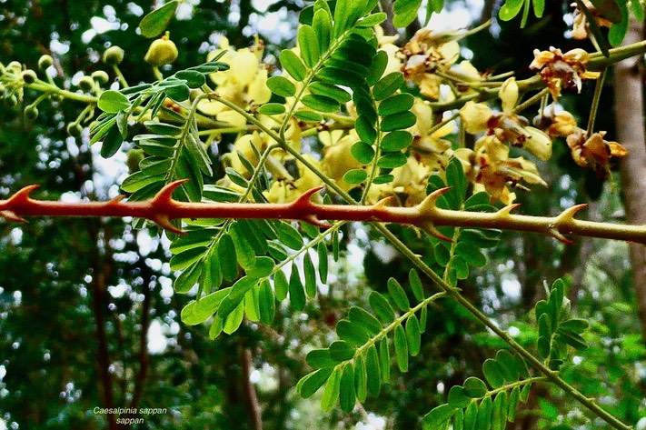 Caesalpinia sappan.sappan. fabaceae.espèce envahissante.P1036690